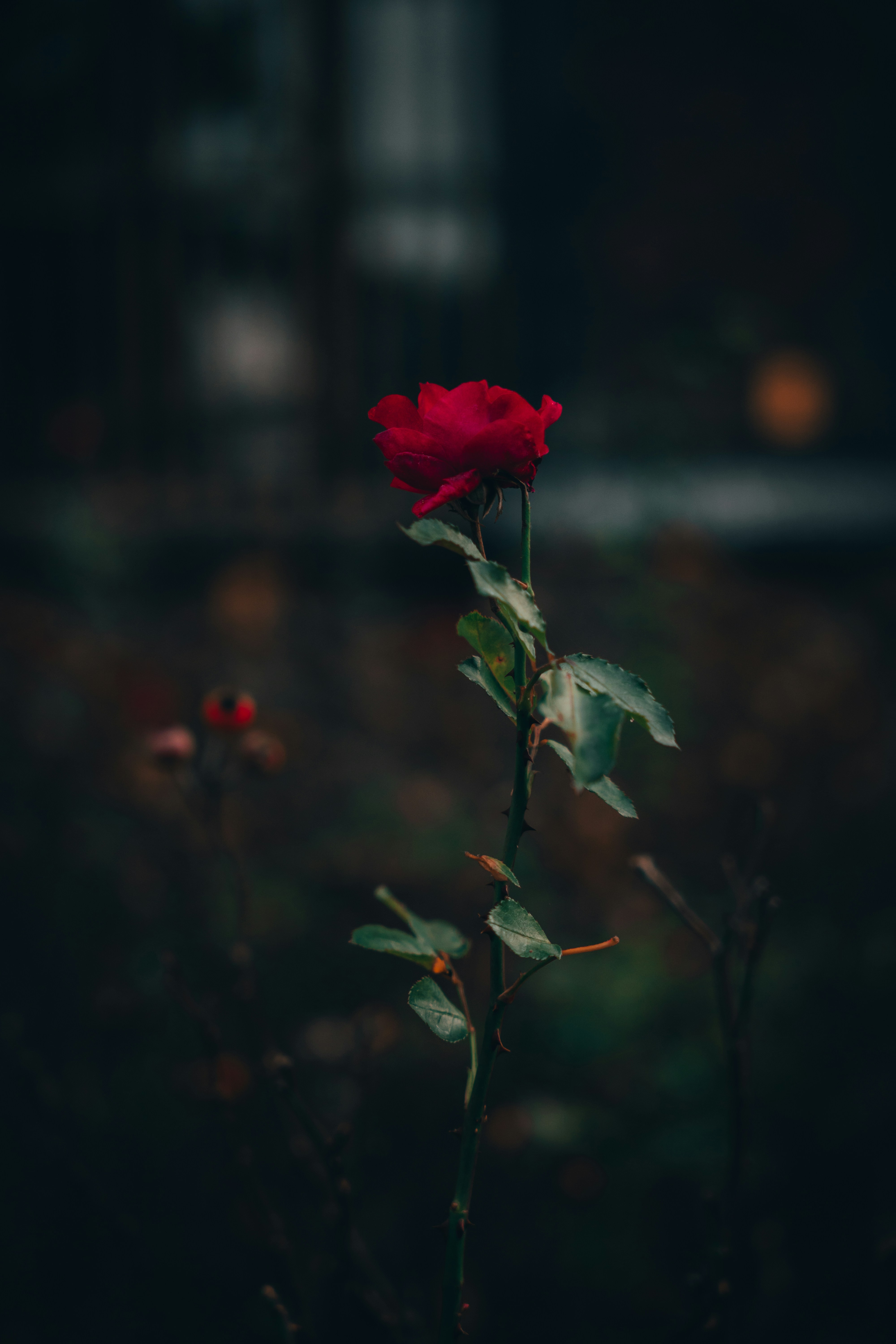 a red rose on a stem