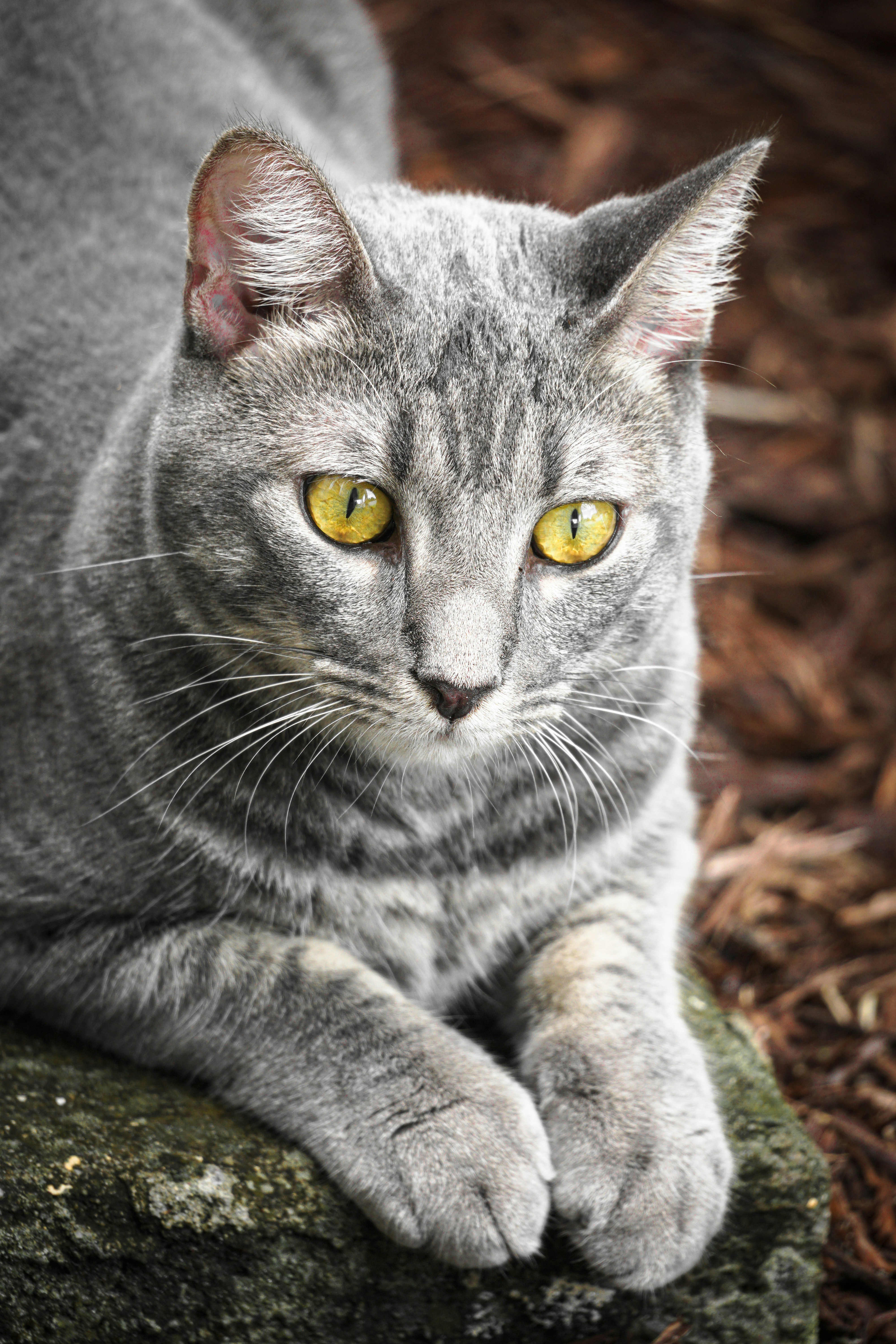 a cat lying on the ground