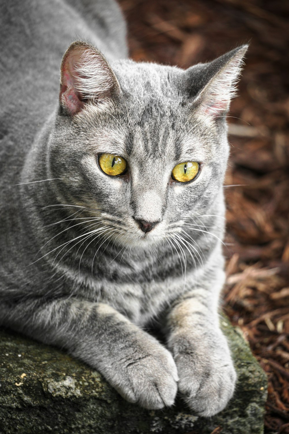 a cat lying on the ground