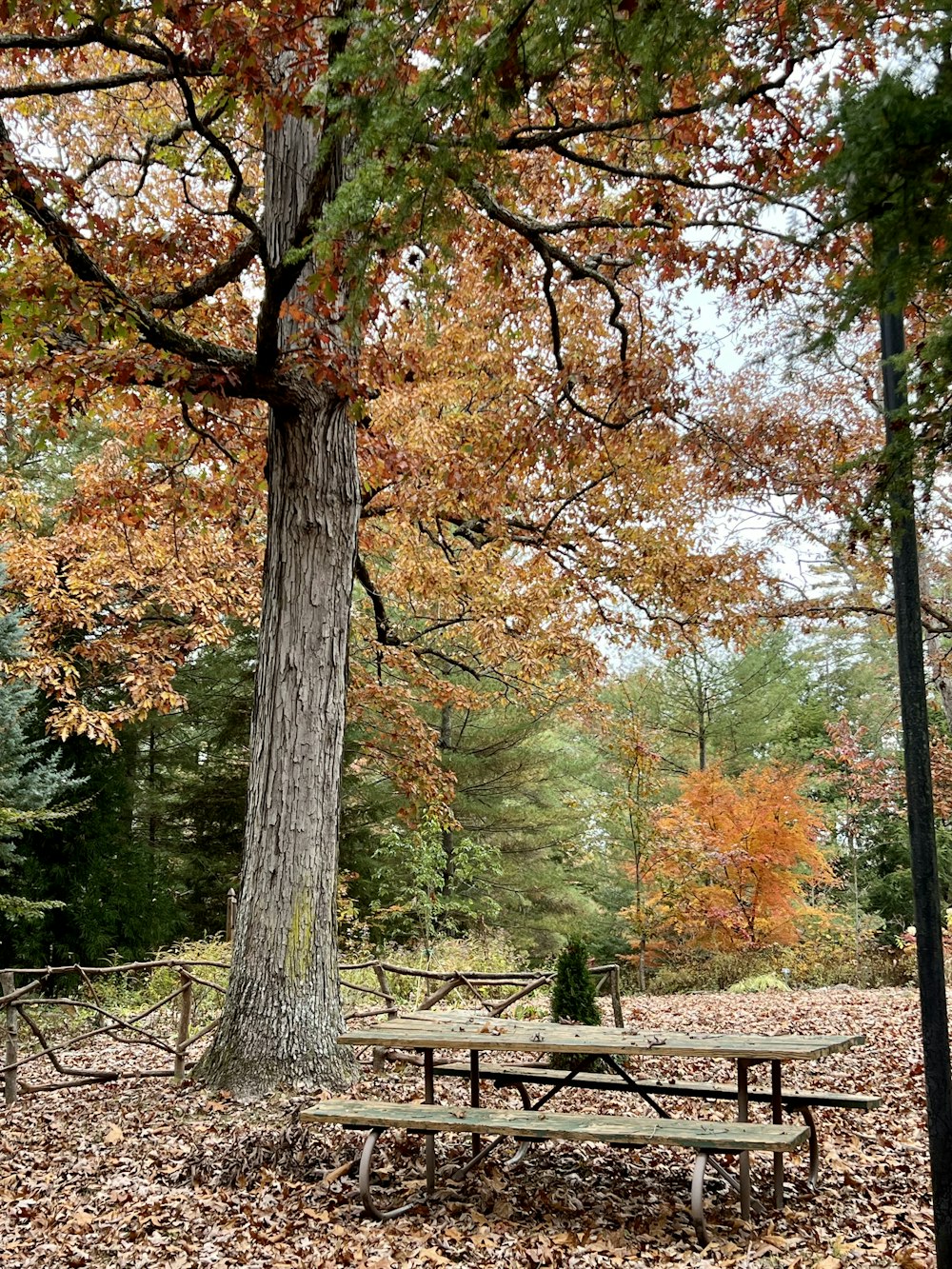 a picnic table under a tree