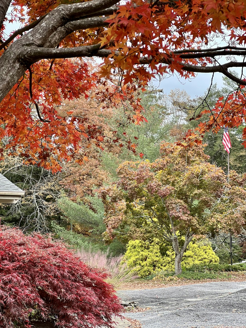 a road with trees on either side