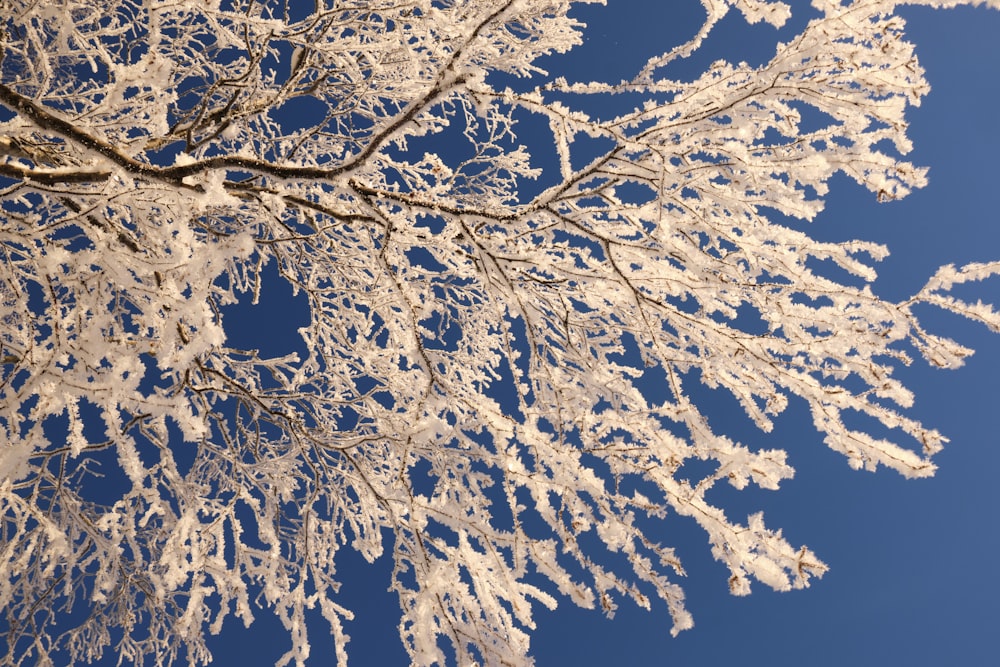 a tree with snow on it