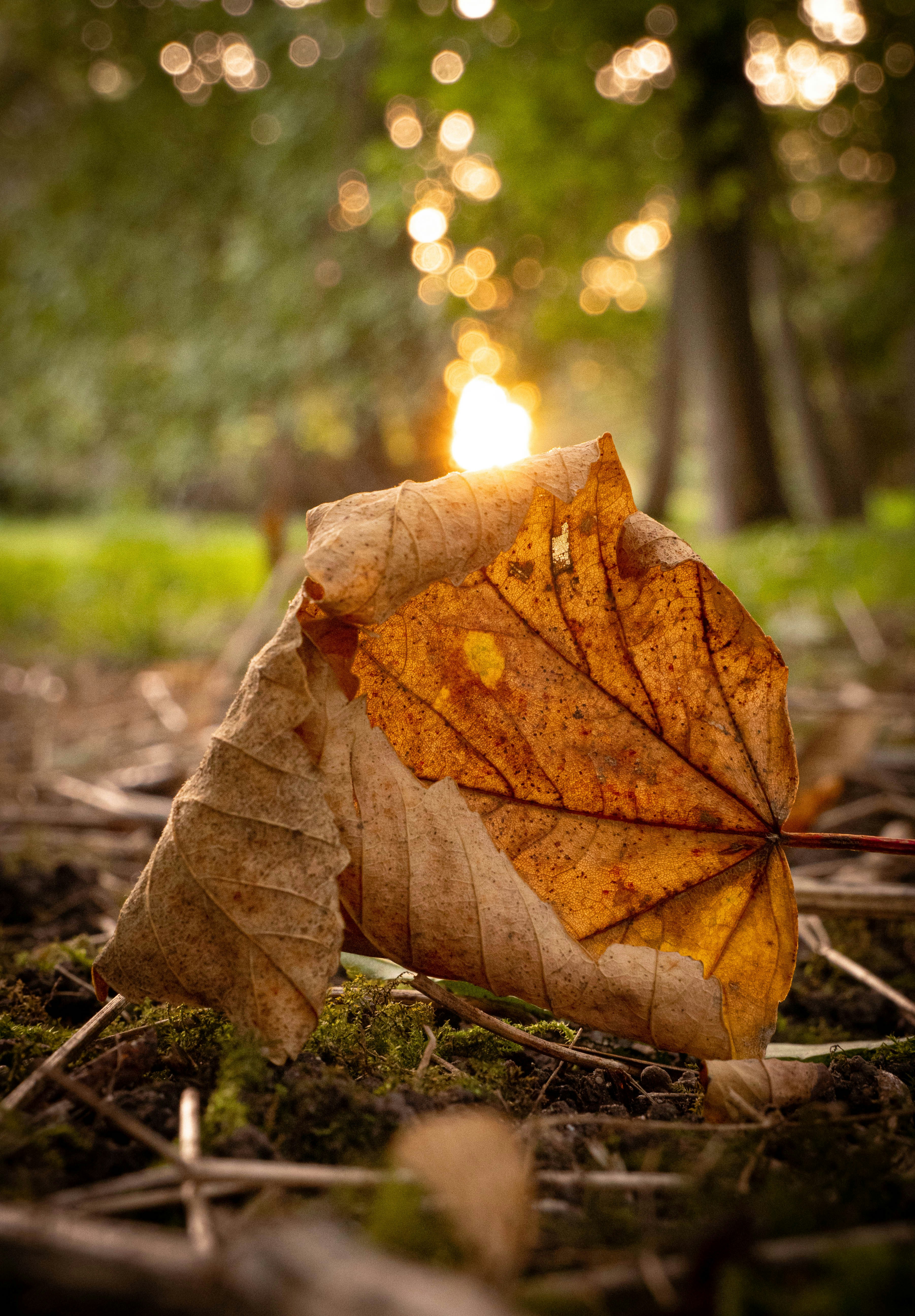 Photo by victorsutty