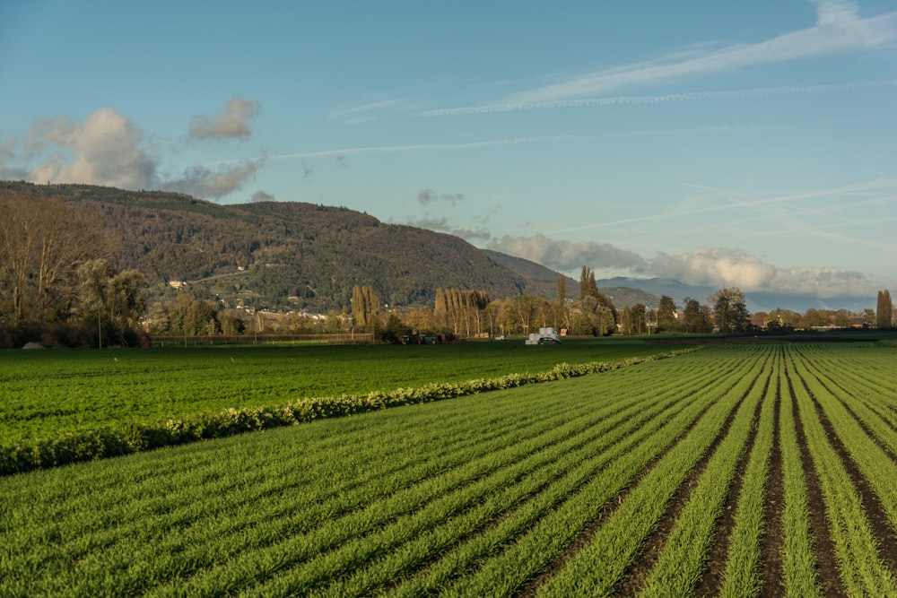 a large green field with a mountain in the background