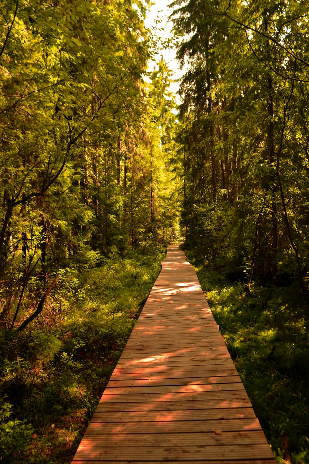 a wooden walkway through a forest