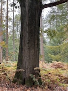 A large tree trunk is surrounded by a dense forest environment. The ground is covered with brown ferns and fallen leaves, indicating autumn. Tall trees with green foliage stretch into the background, with patches of visible sky filtering through the branches.