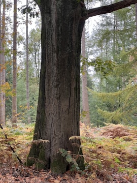 A large tree trunk is surrounded by a dense forest environment. The ground is covered with brown ferns and fallen leaves, indicating autumn. Tall trees with green foliage stretch into the background, with patches of visible sky filtering through the branches.