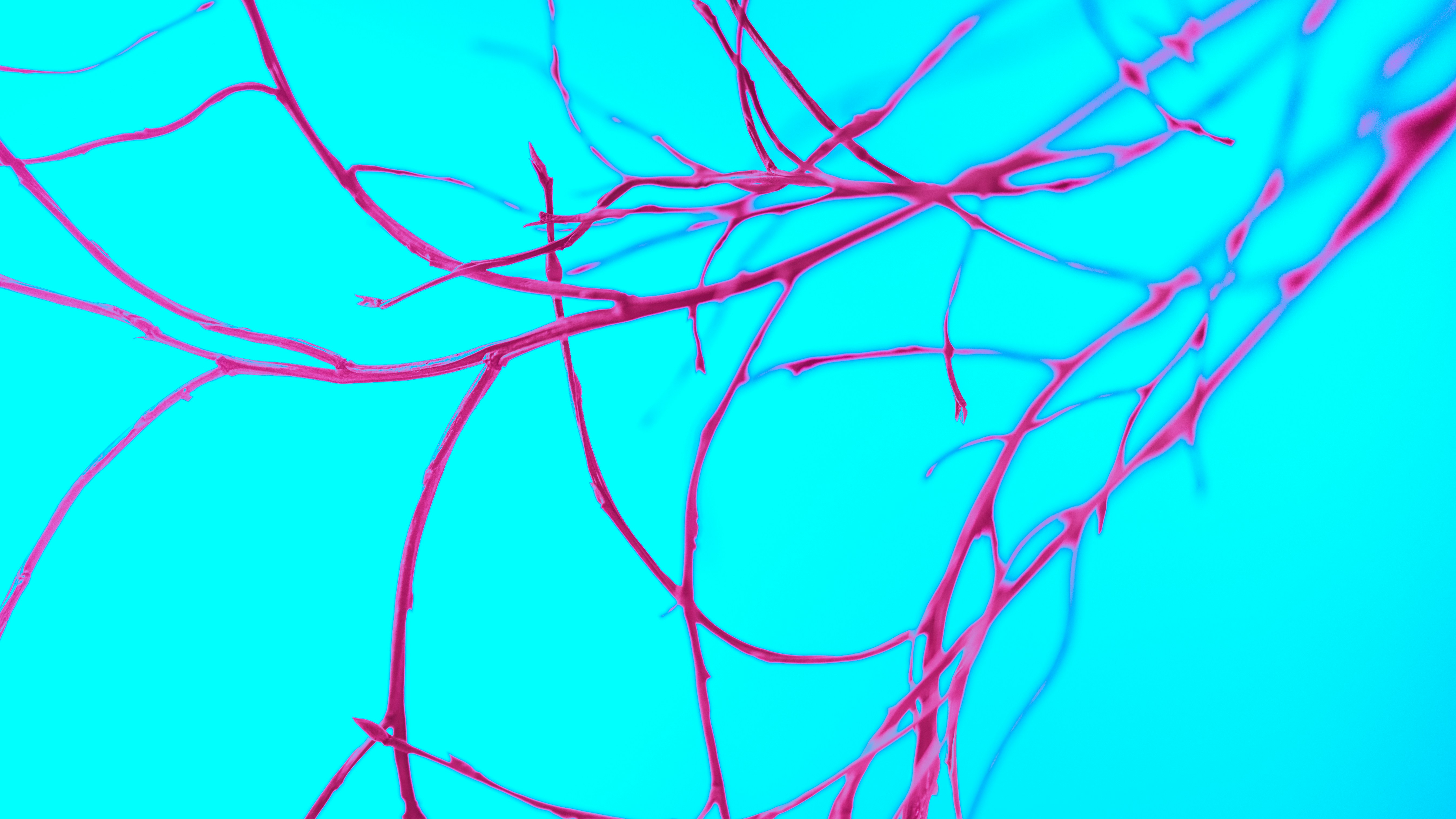 일반 식이섬유와 뭐가 다를까? 포만감 지속력으로 본 알파CD 차이