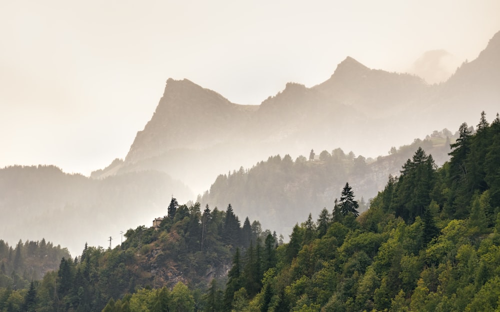 a mountain with trees on it