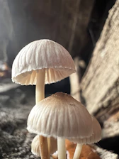 Close-up of delicate fungal mycelium glowing softly against a dark background.