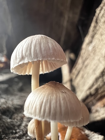 A close-up of delicate mushrooms with rounded, slightly translucent caps and thin stems. The mushrooms are positioned against a blurred dark background that includes some textured surfaces like bark or wood. Sunlight highlights the fine details of the mushroom caps.