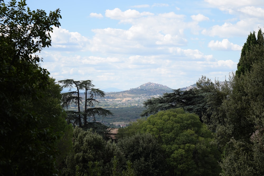 a view of a mountain range from a forest