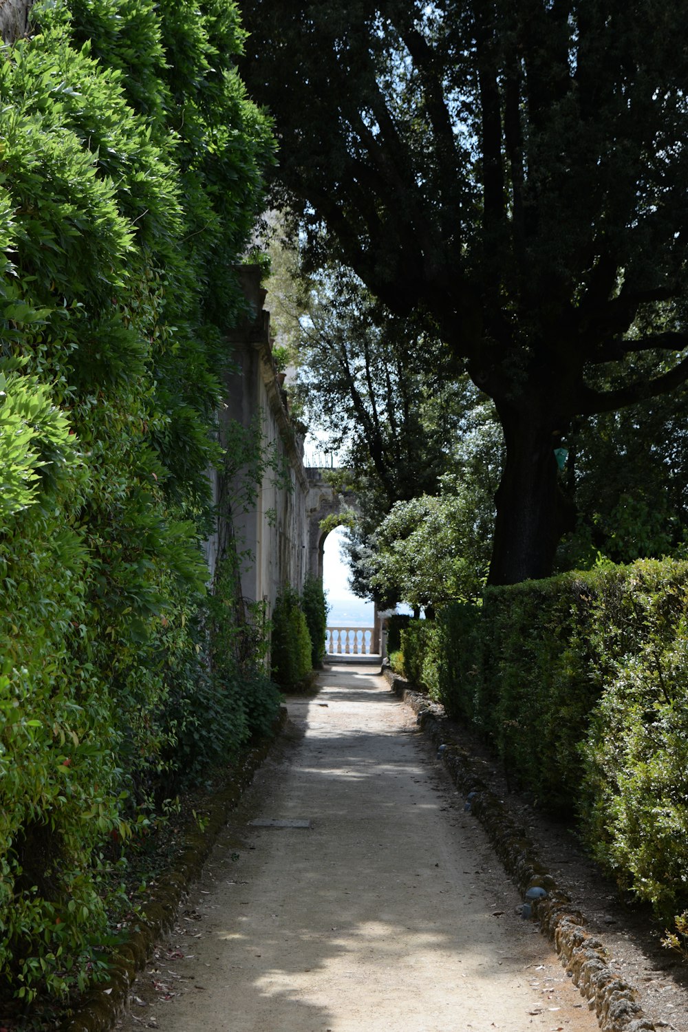 a path through a garden