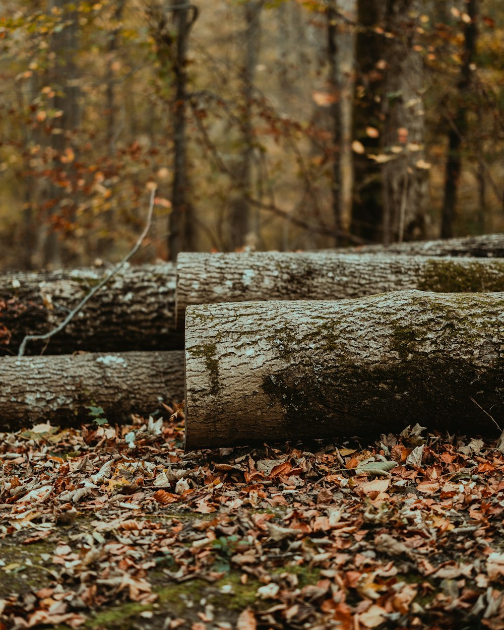 a log in the woods