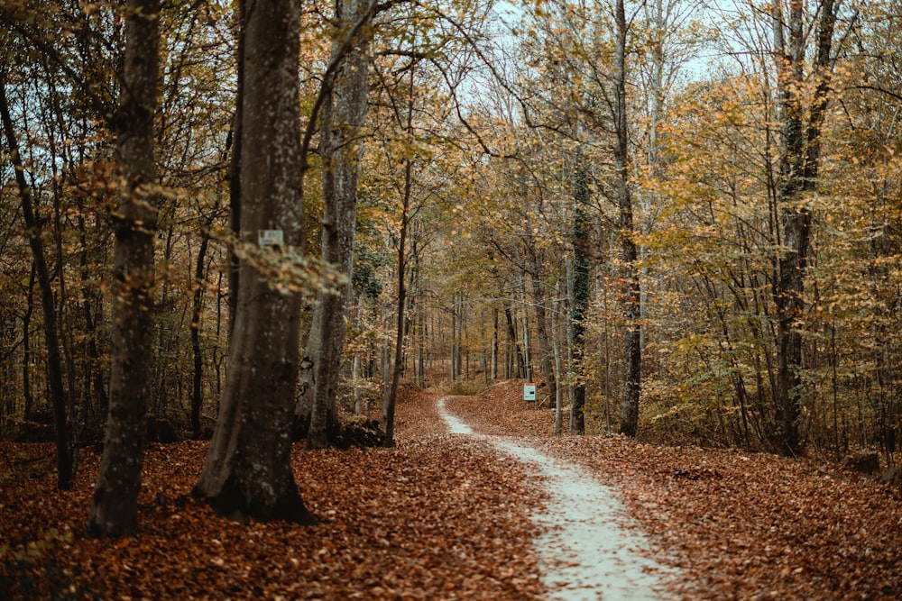 a path through a forest