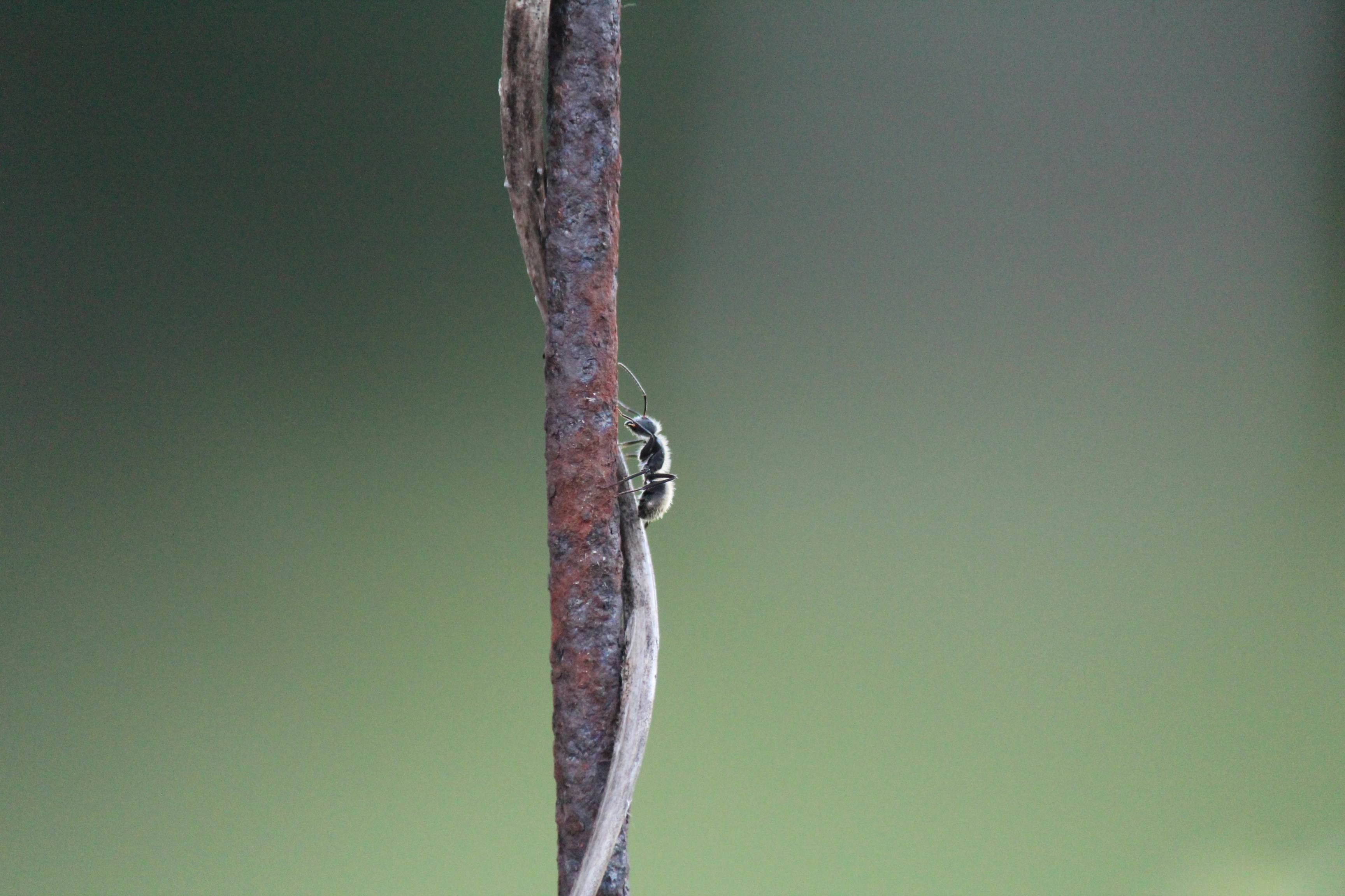 a spider on a branch