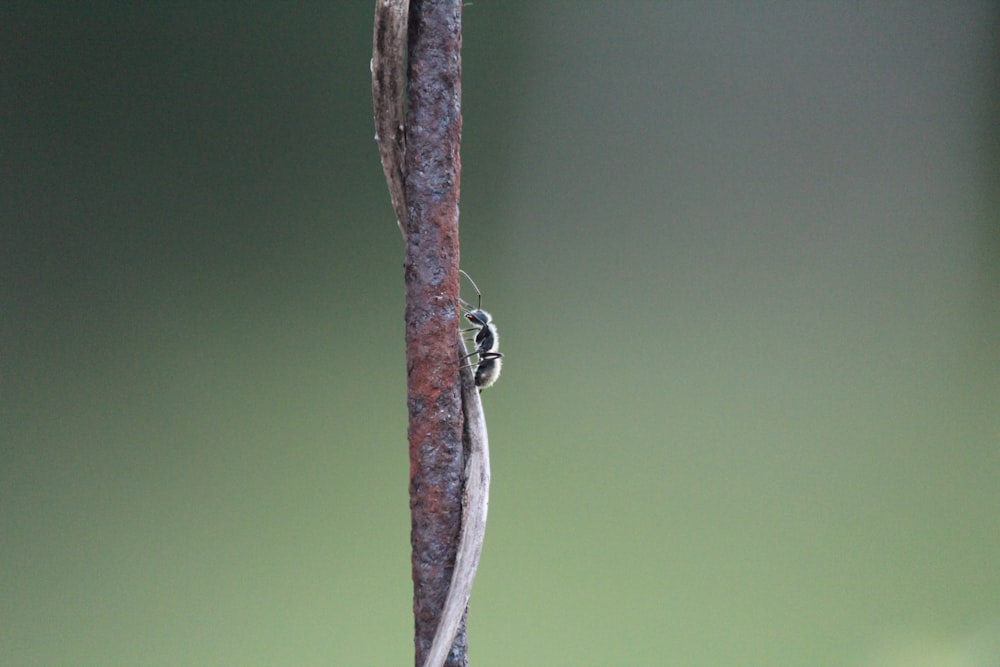a spider on a branch