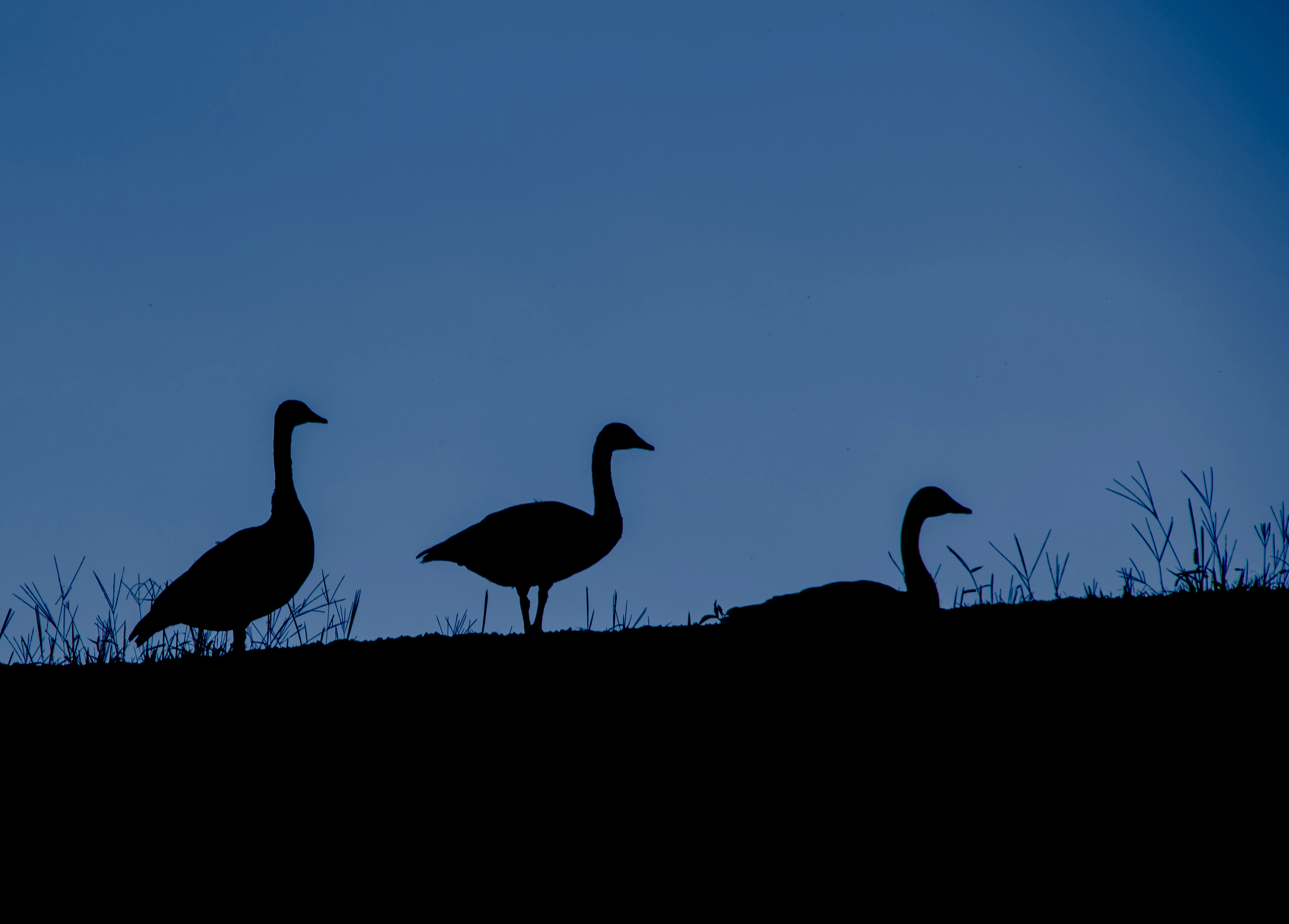 a group of birds on a hill