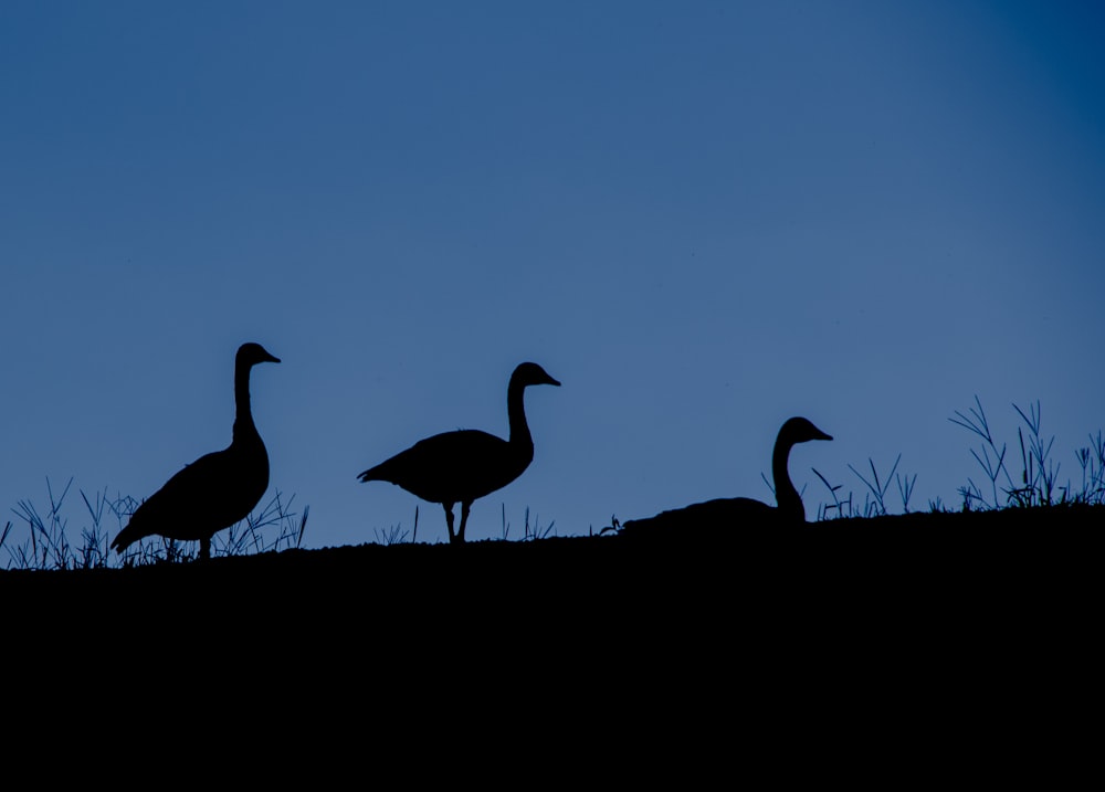 a group of birds on a hill