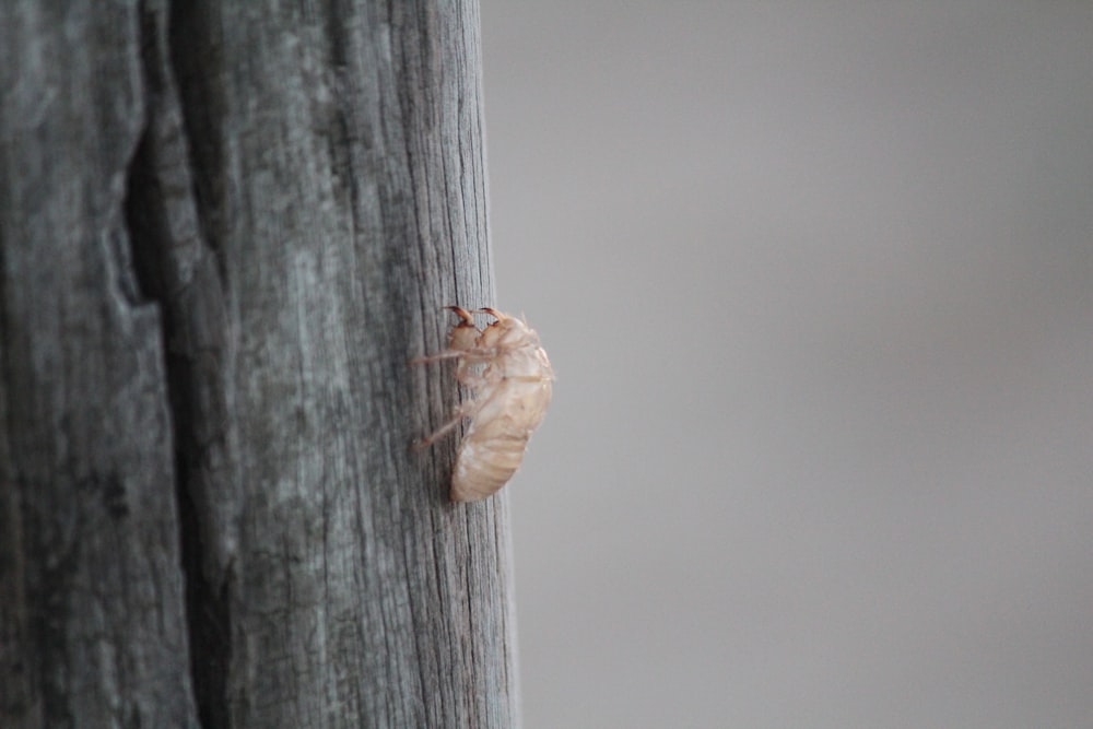 a bug on a tree