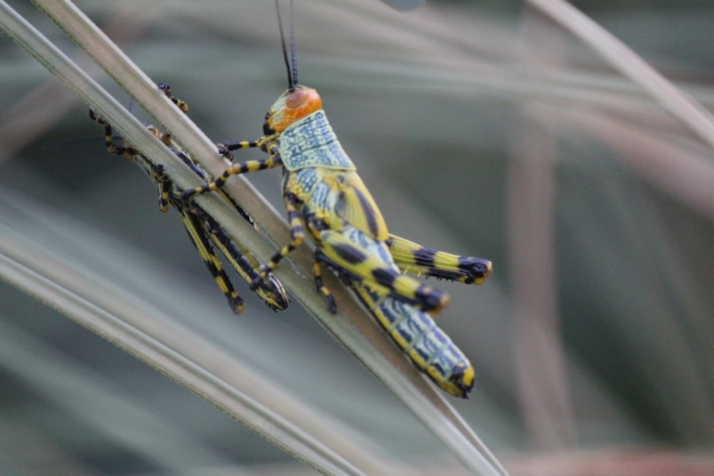 a close-up of a yellow and black insect