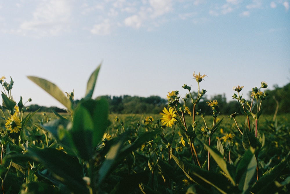 a field of flowers