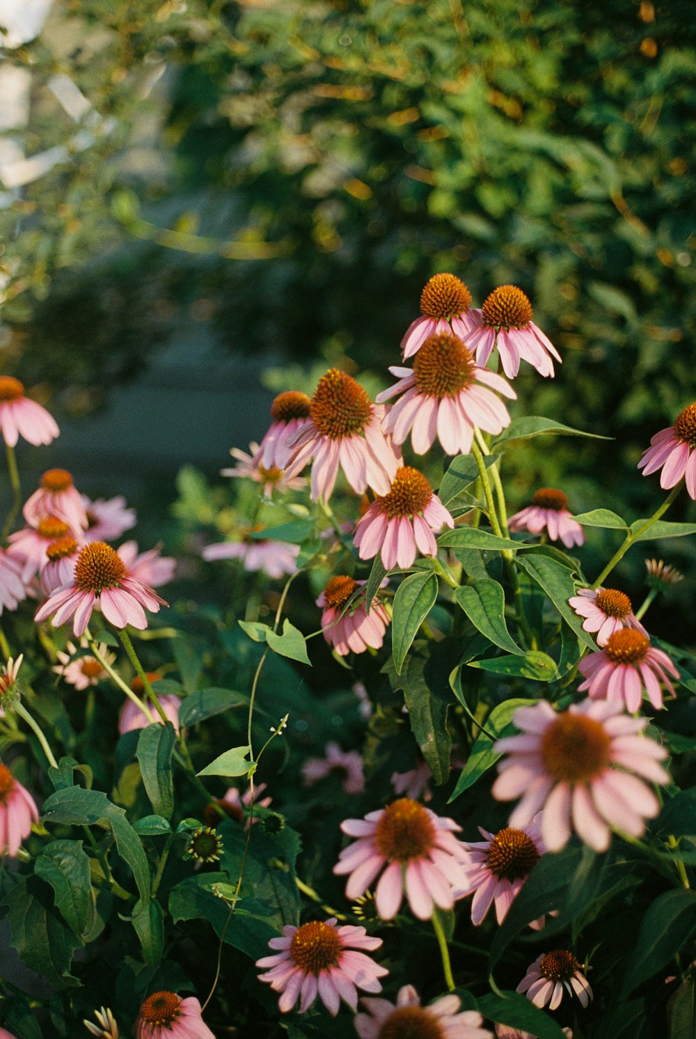 a group of pink flowers