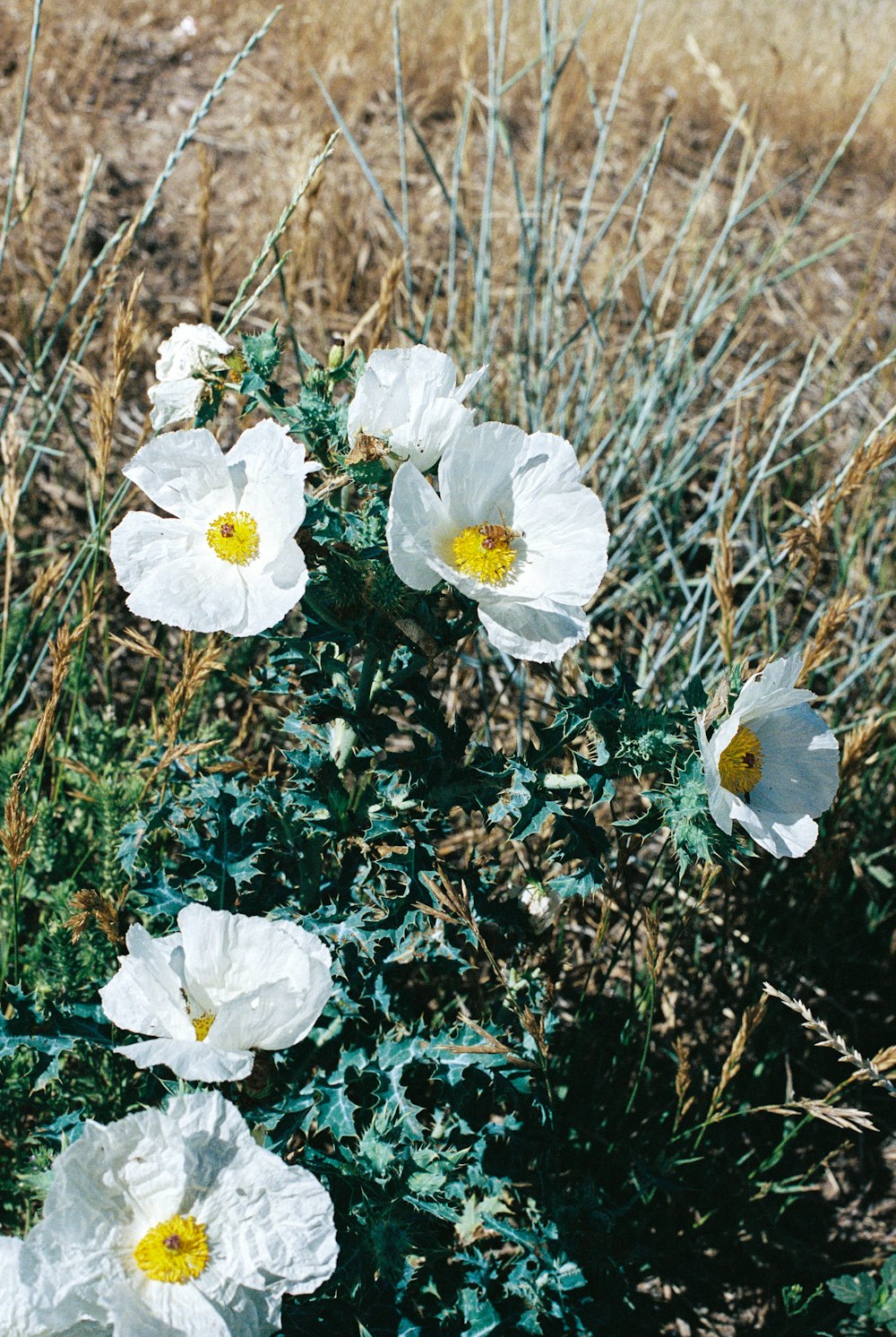 a group of white flowers