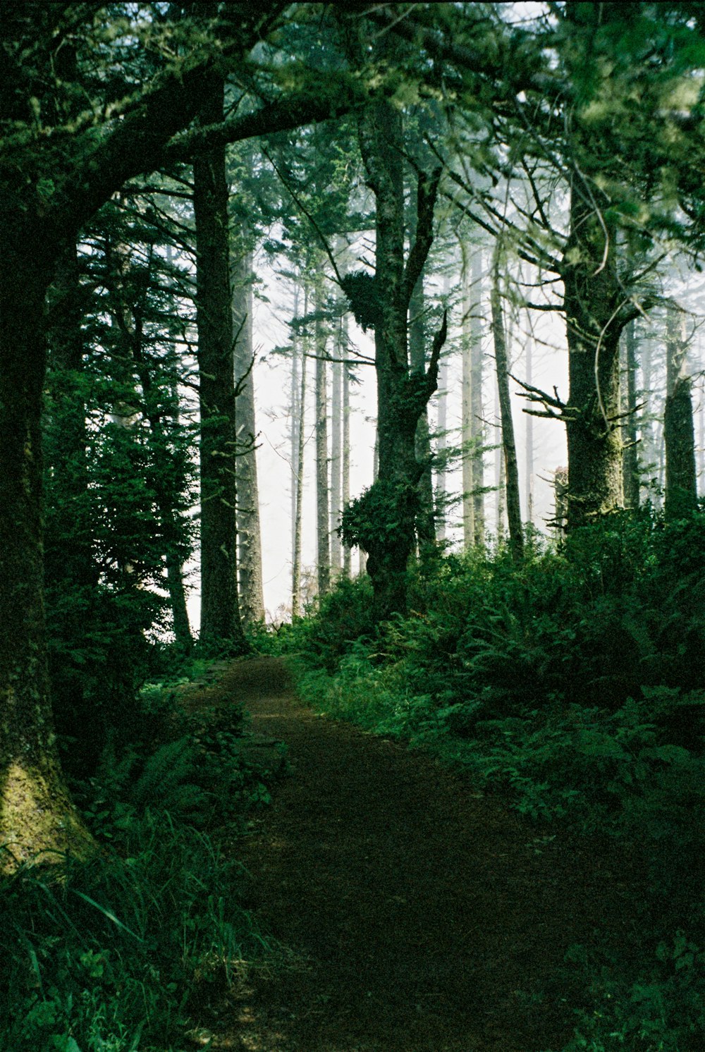 a dirt path through a forest