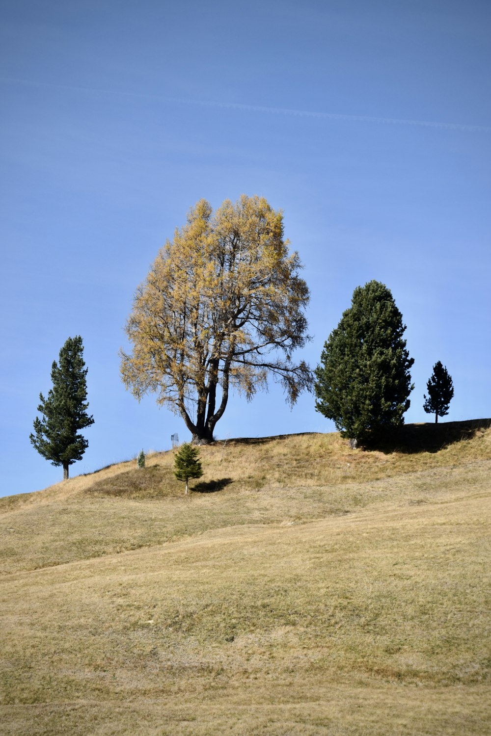 a group of trees on a hill