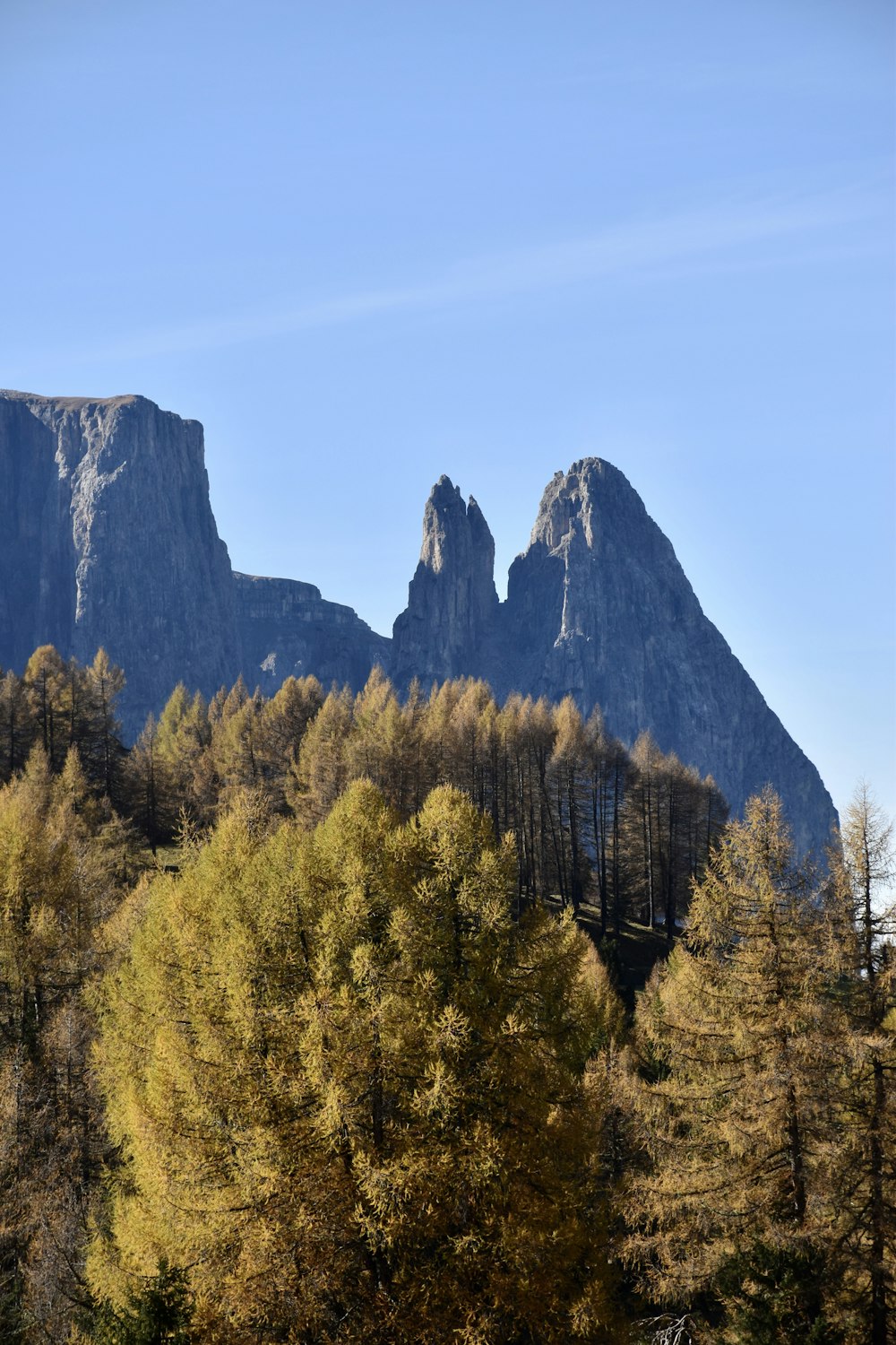 a group of trees with mountains in the background
