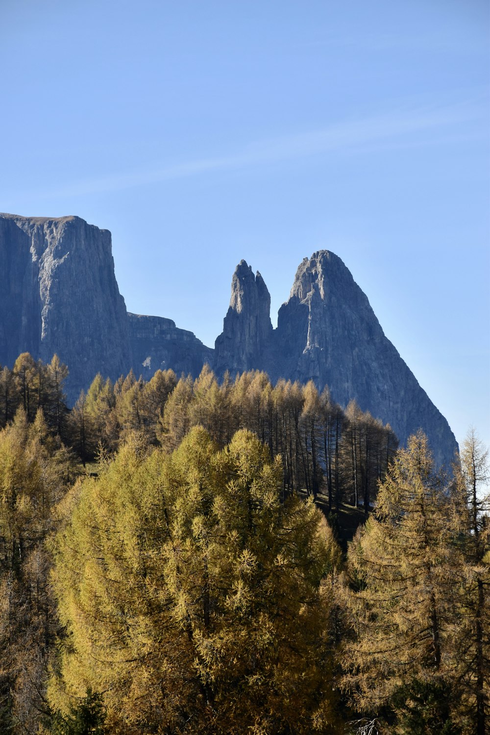 um grupo de árvores com montanhas ao fundo