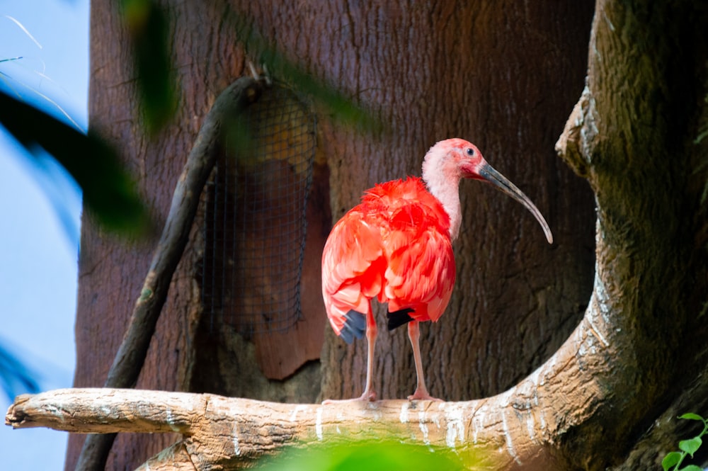 two birds on a tree