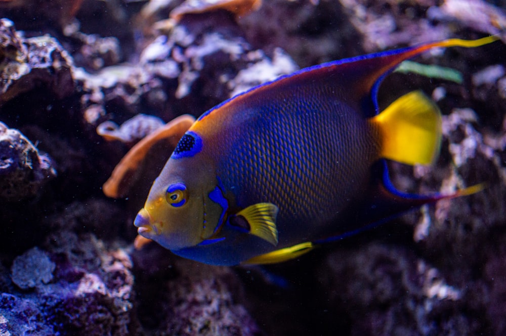 a colorful fish swimming in the water