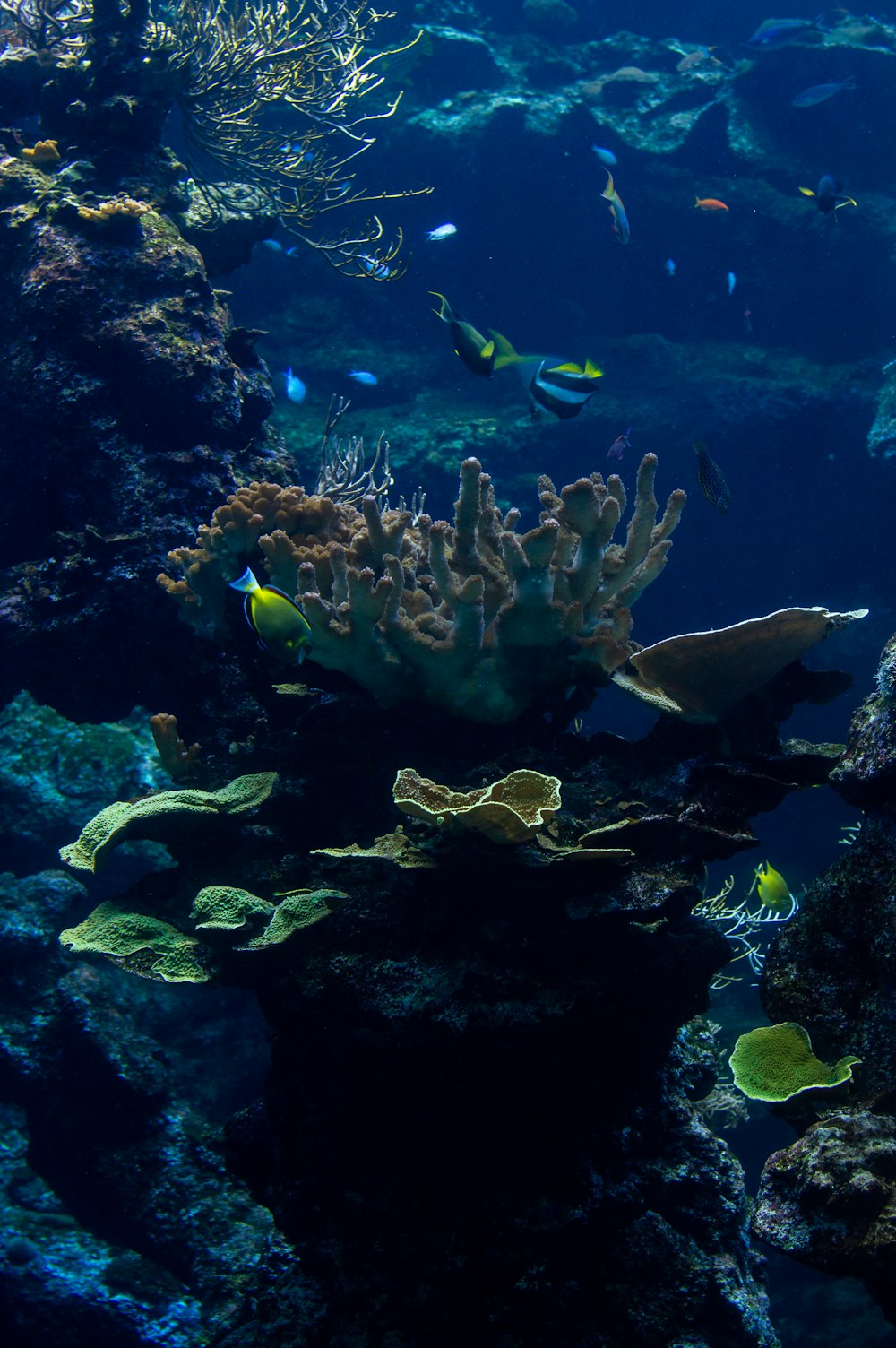 a group of fish swimming in the water