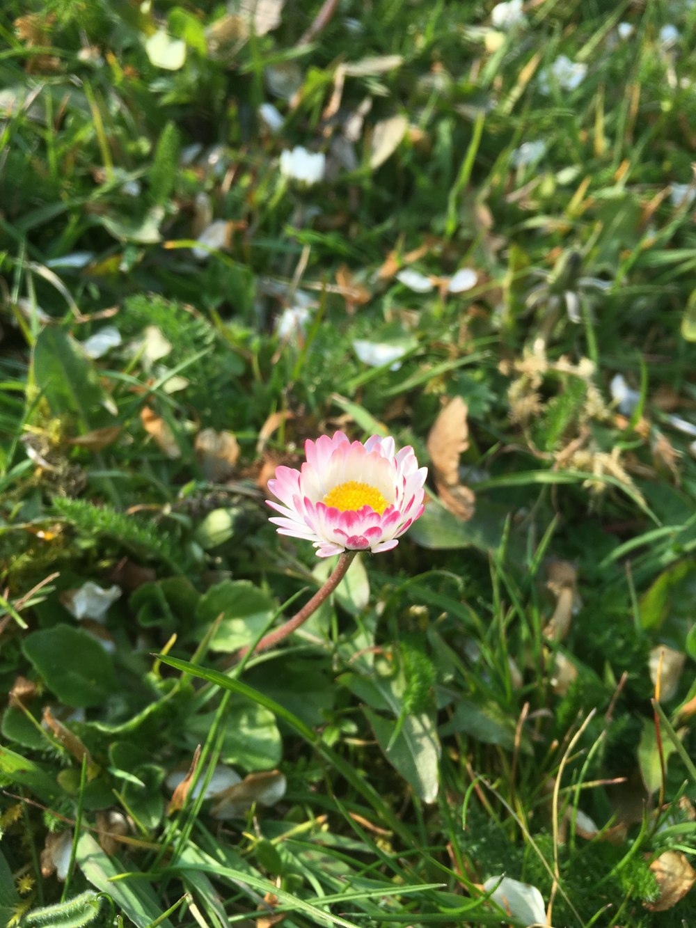 a flower in a field