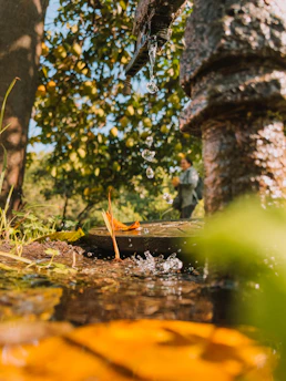 A serene backyard setup with a homemade rainwater collection system glistening under the morning sun.
