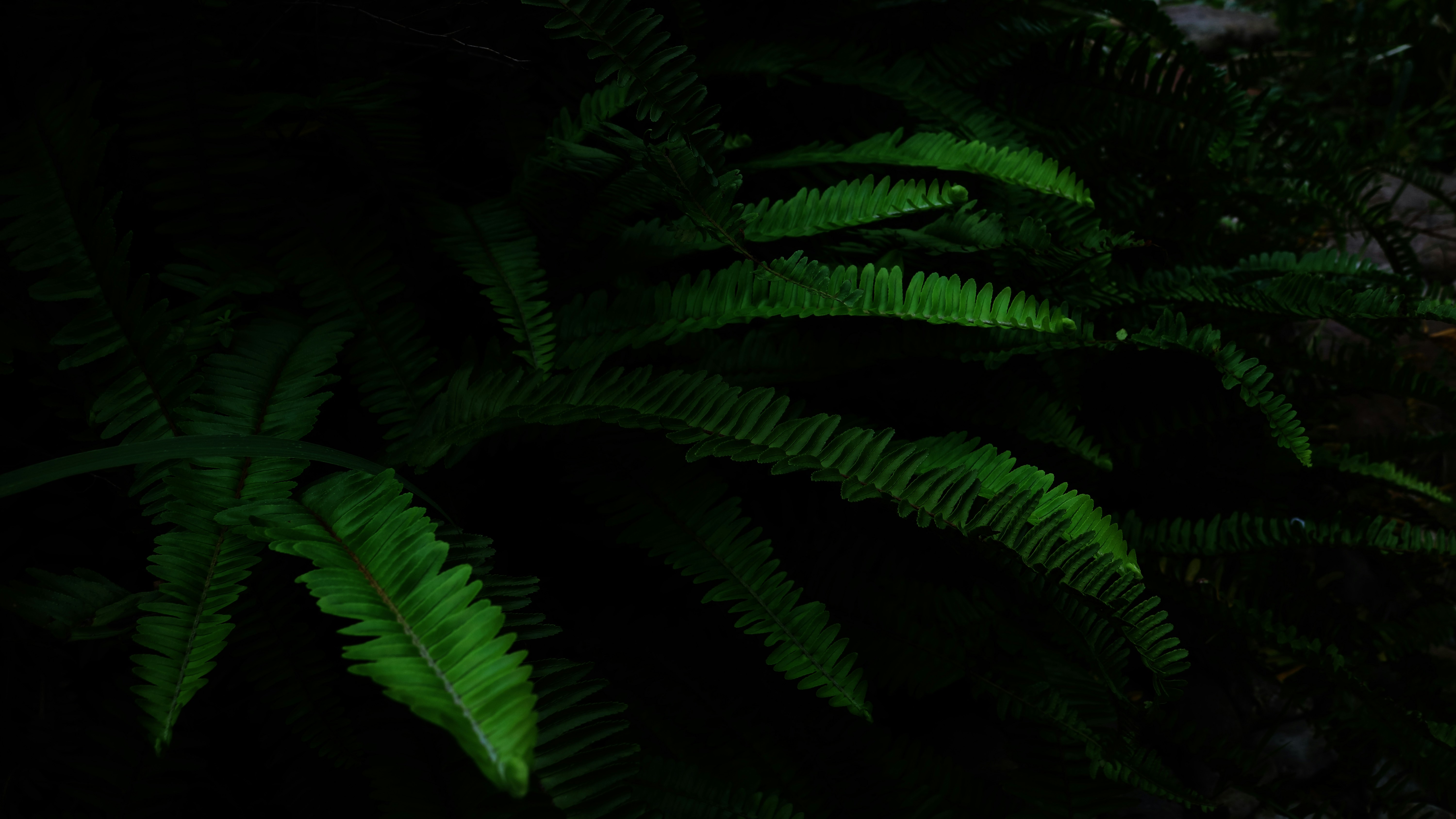 Photo by optimisticpeashooter