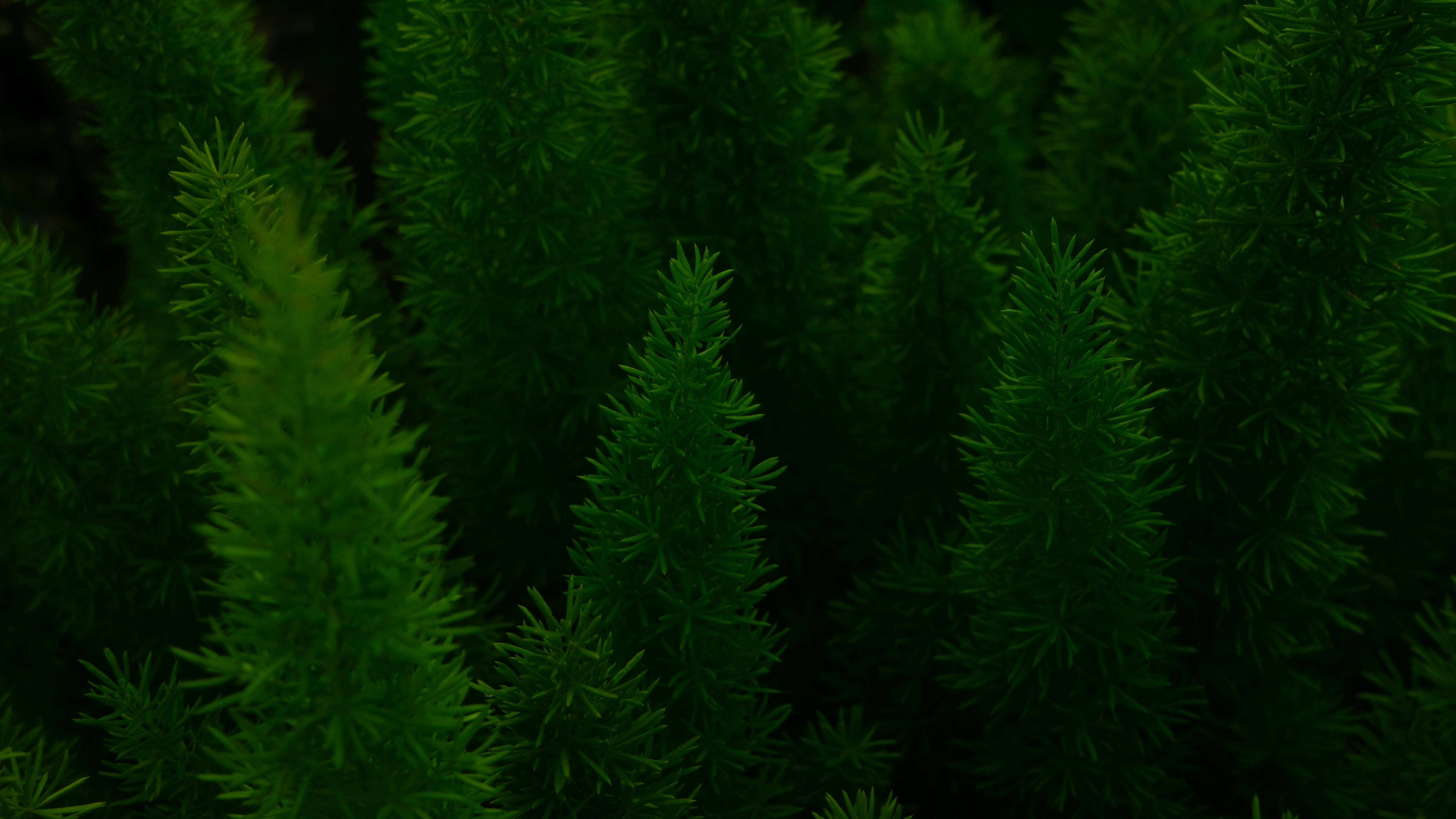 Photo by optimisticpeashooter