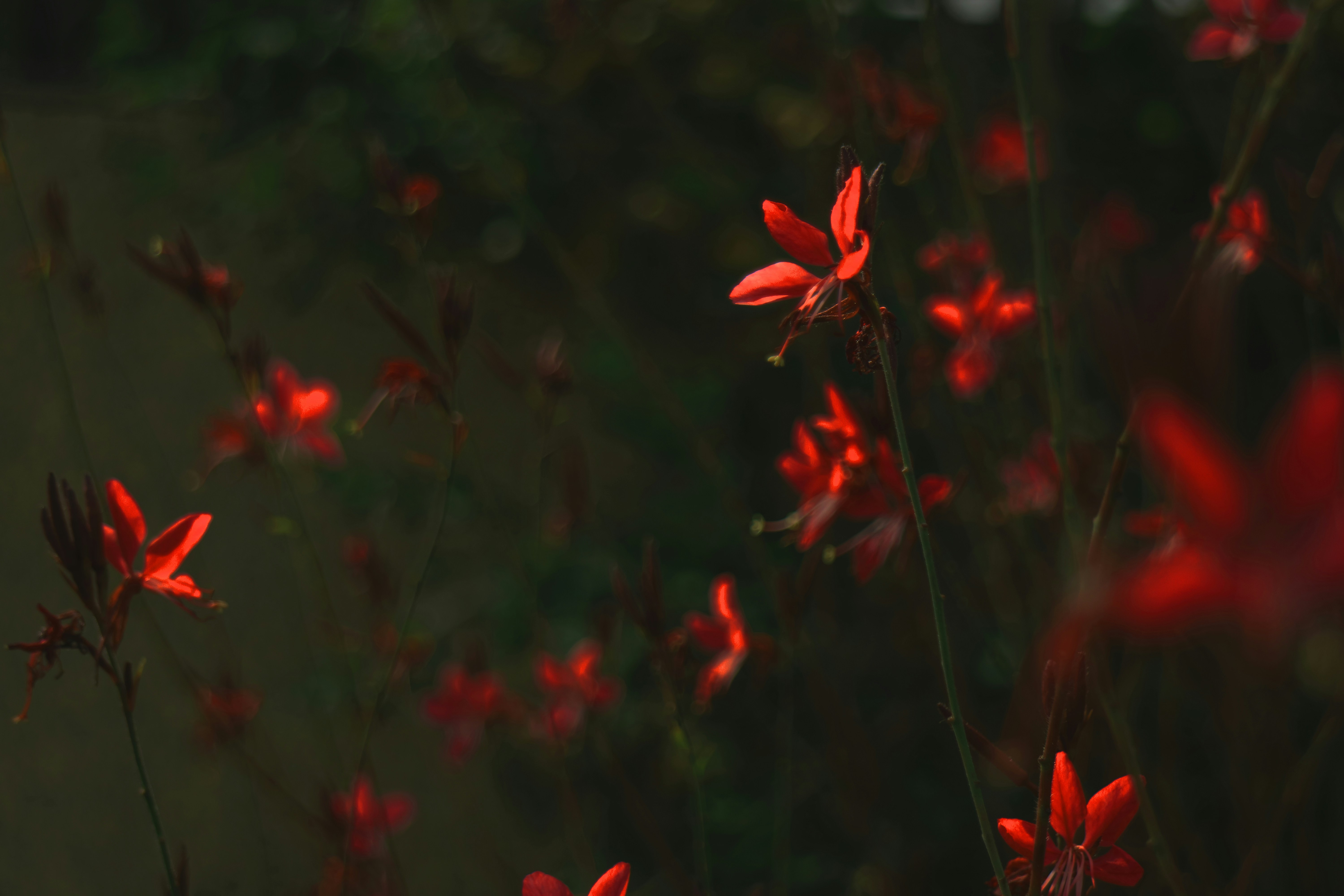 Photo by optimisticpeashooter