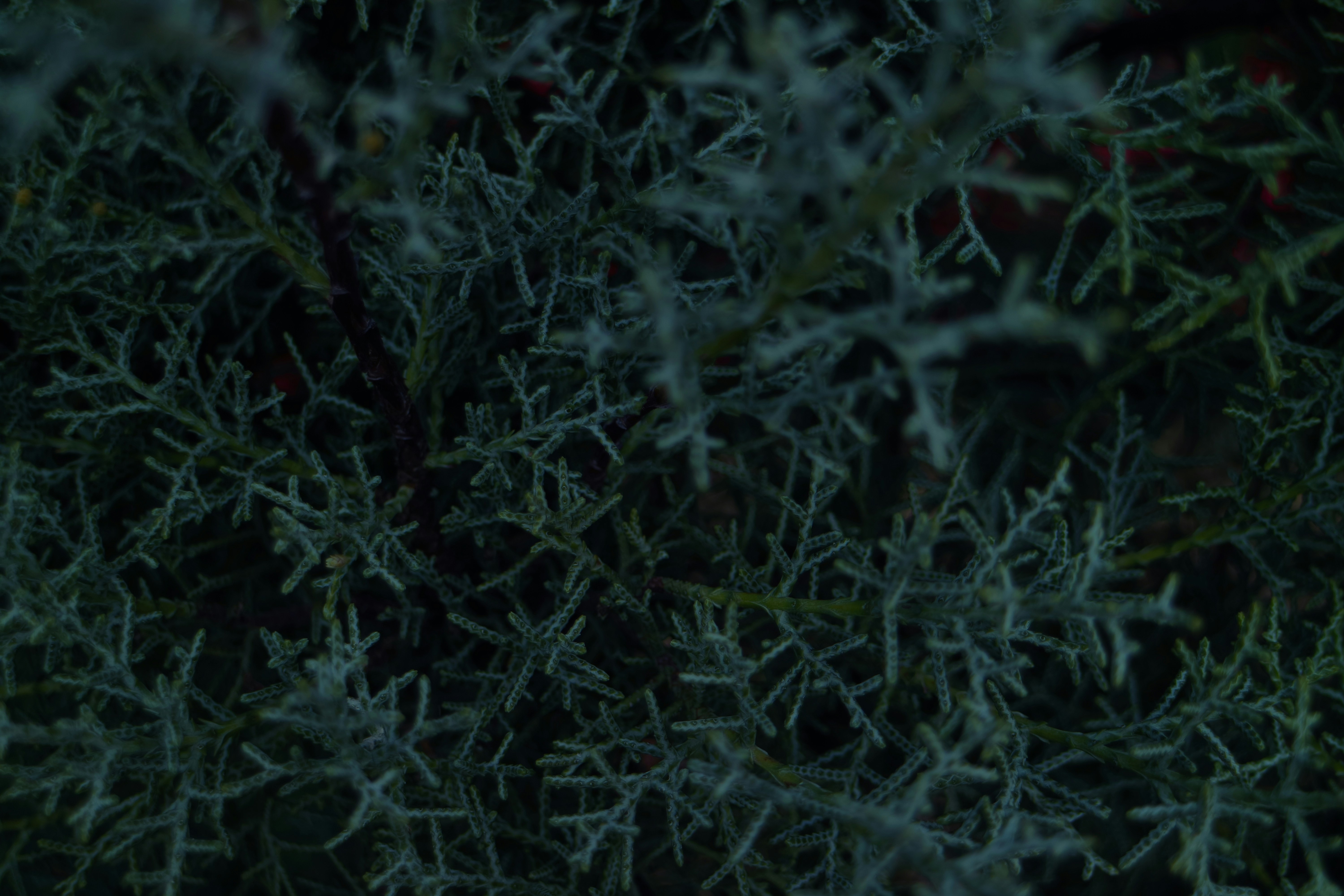 Photo by optimisticpeashooter