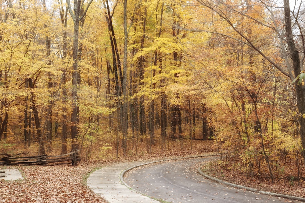 a road with trees on either side