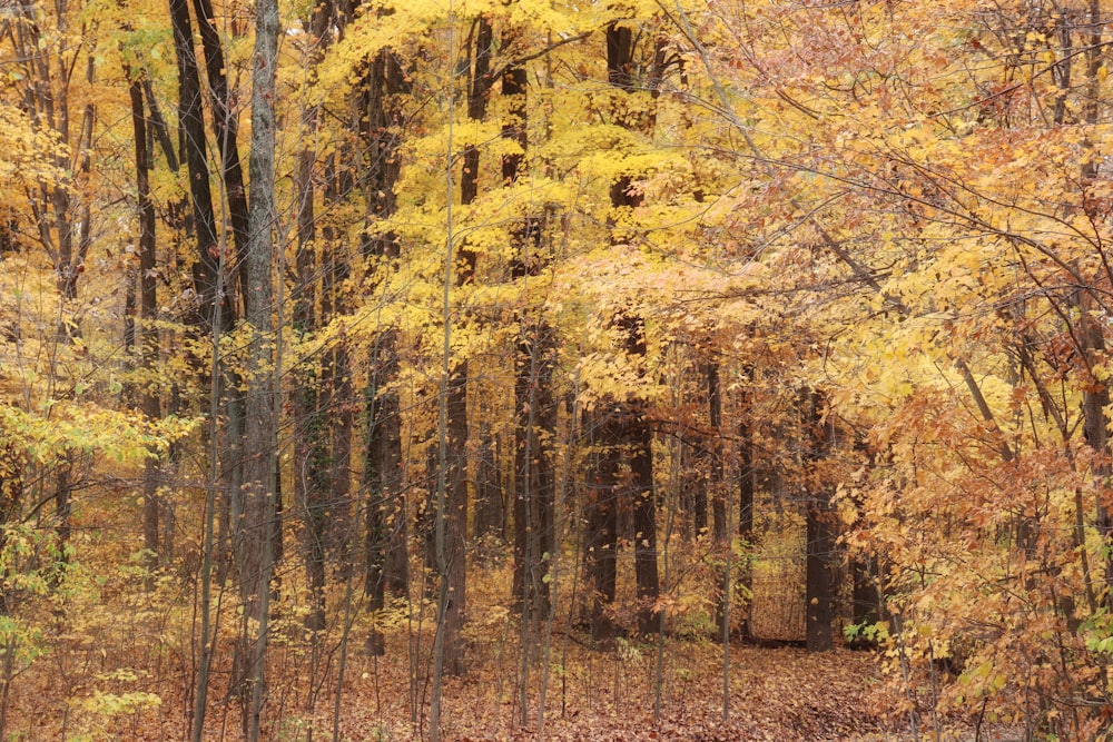 a forest of trees