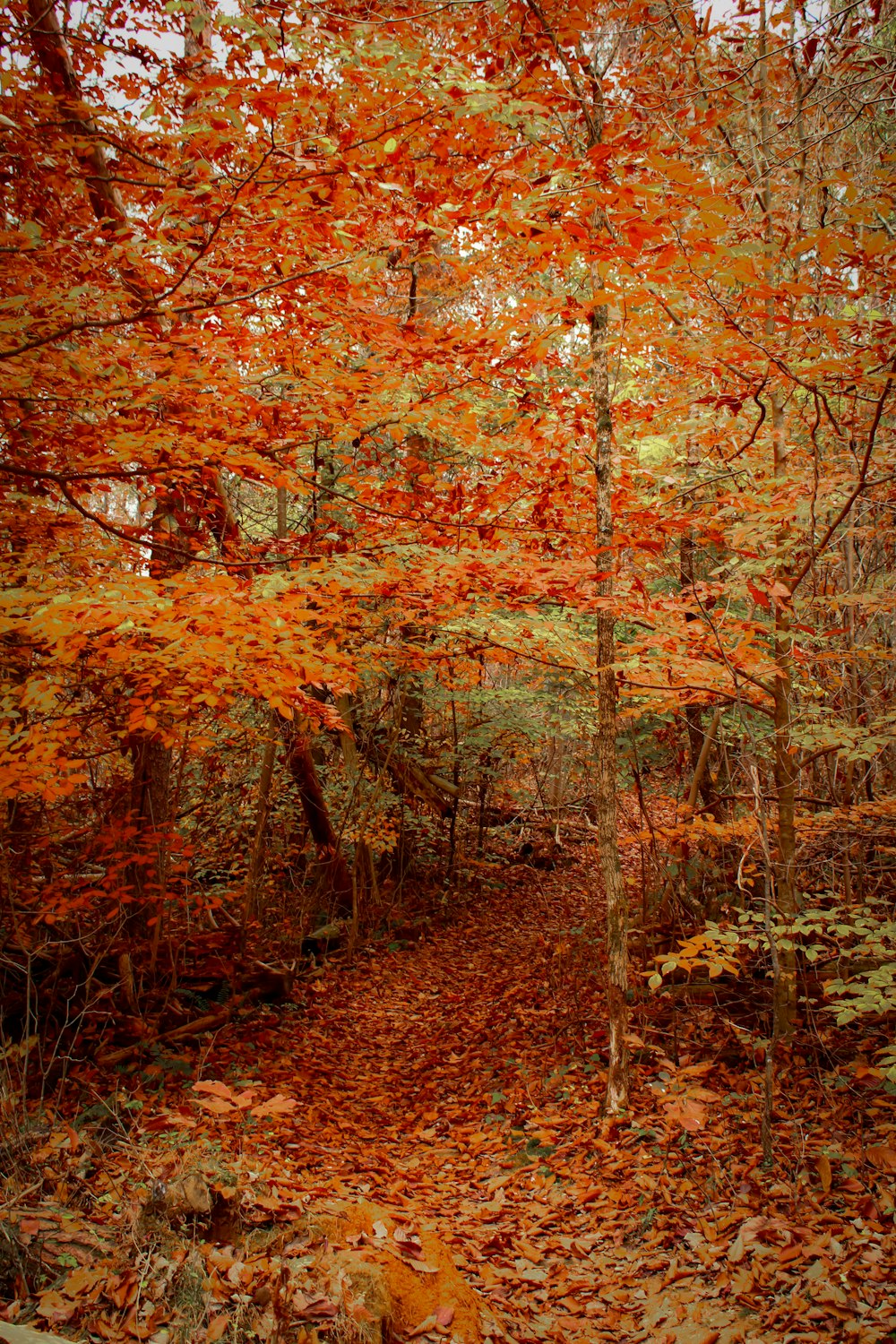 a group of trees with orange leaves