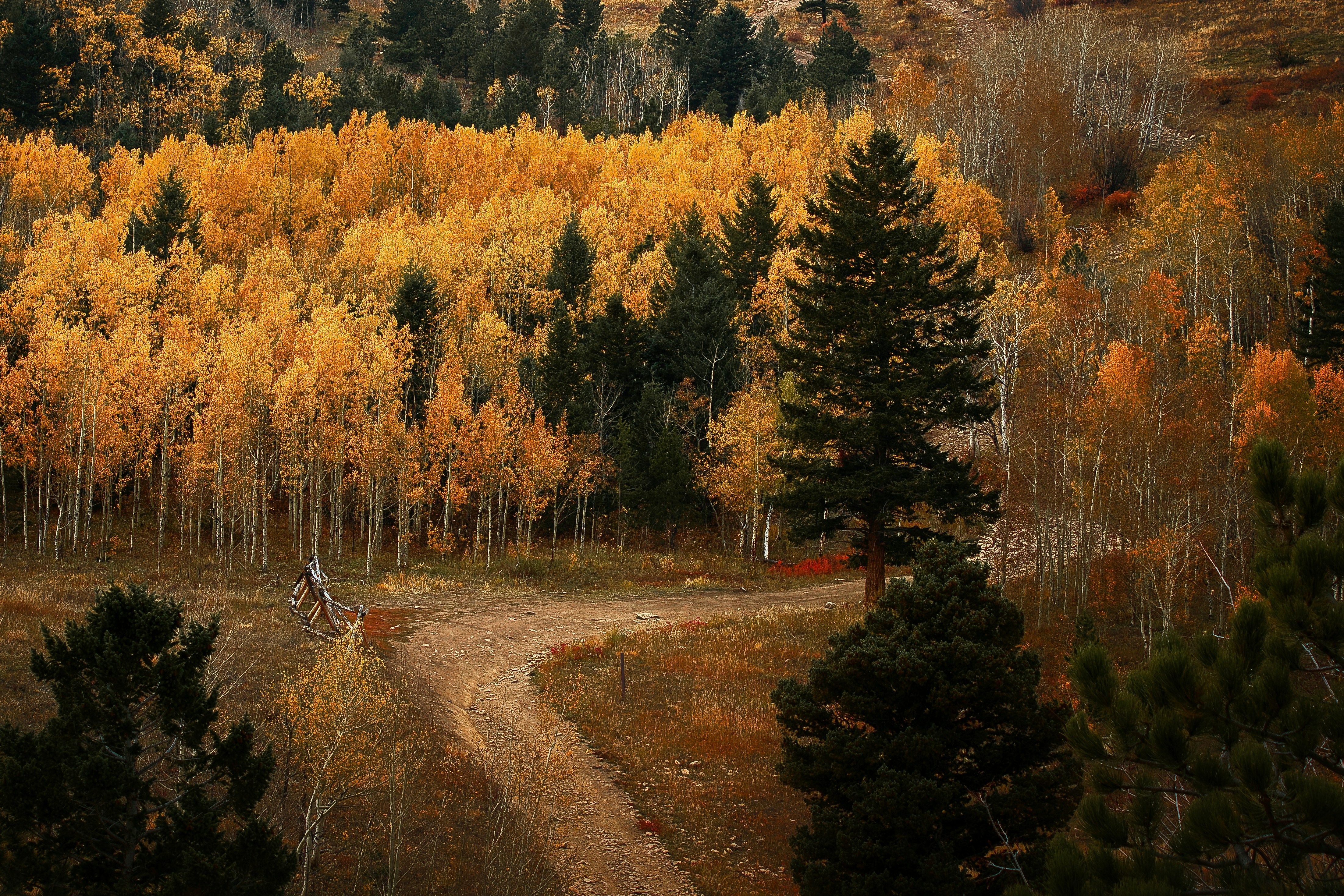 a dirt road surrounded by trees