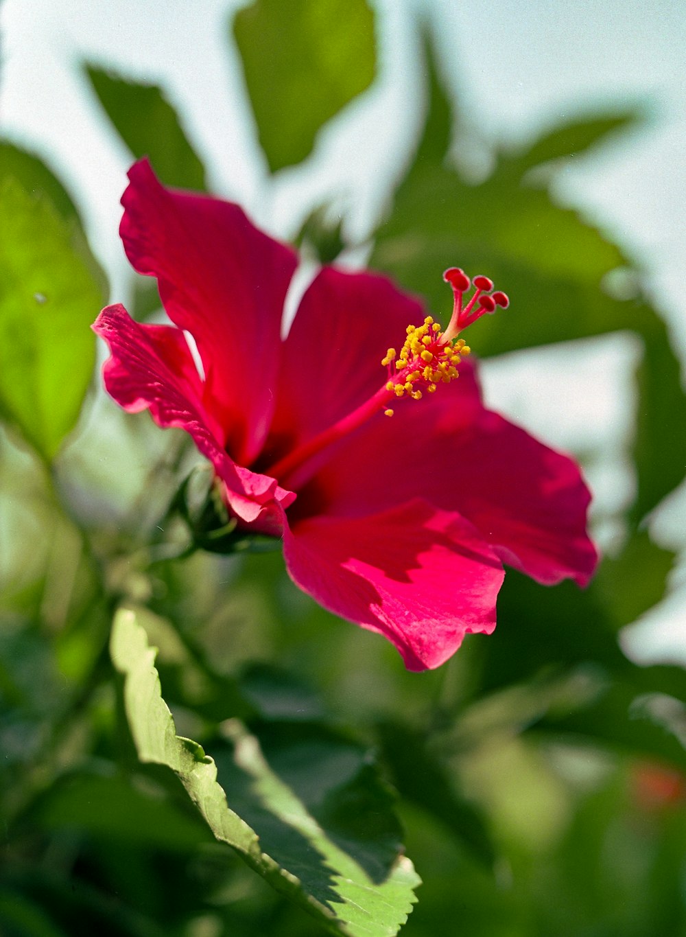 une fleur rouge aux feuilles vertes