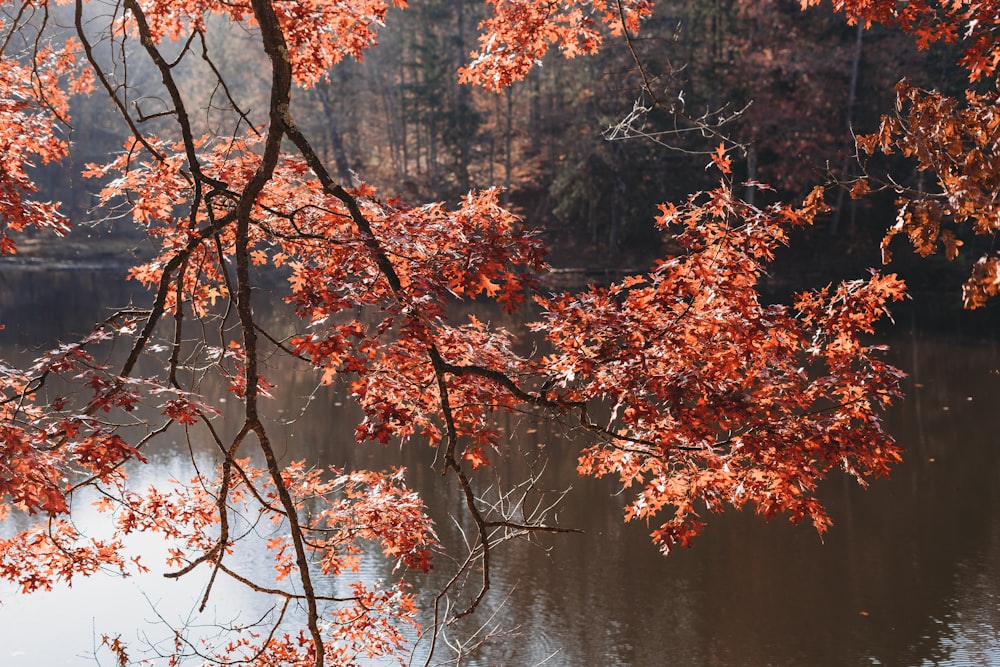 a river with red leaves