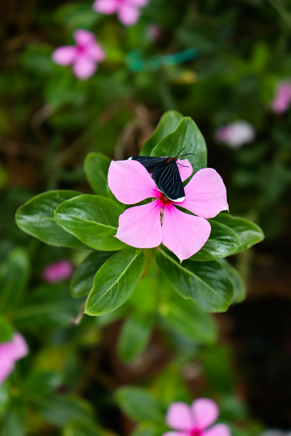 a butterfly on a flower