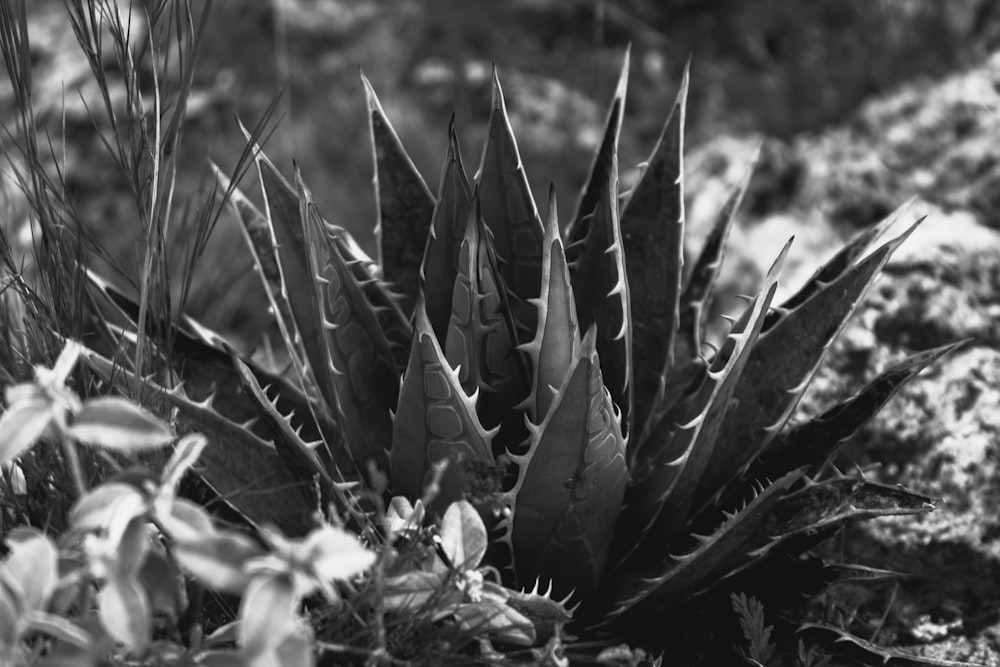 close-up of several plants