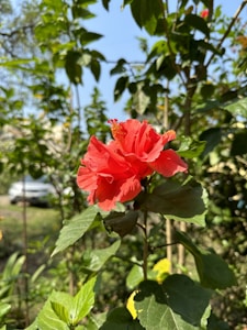 Bright Hibiscus